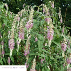 Rostrinucula Dependens