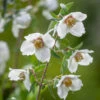 Philadelphus Maculatus 'Sweet Clare'