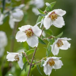 Philadelphus Maculatus 'Sweet Clare'