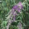 Buddleja Lindleyana