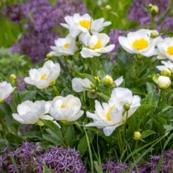 Paeonia Lactiflora 'Jan Van Leeuwen'