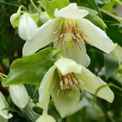 Clematis Cirrhosa 'Jingle Bells'