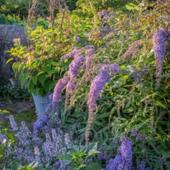 Scented Corner Collection