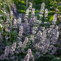 Scented Corner Collection -Plant Supply Store 201397 4 34569.1687167621