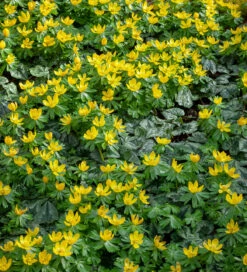 Eranthis Hyemalis (Winter Aconite)
