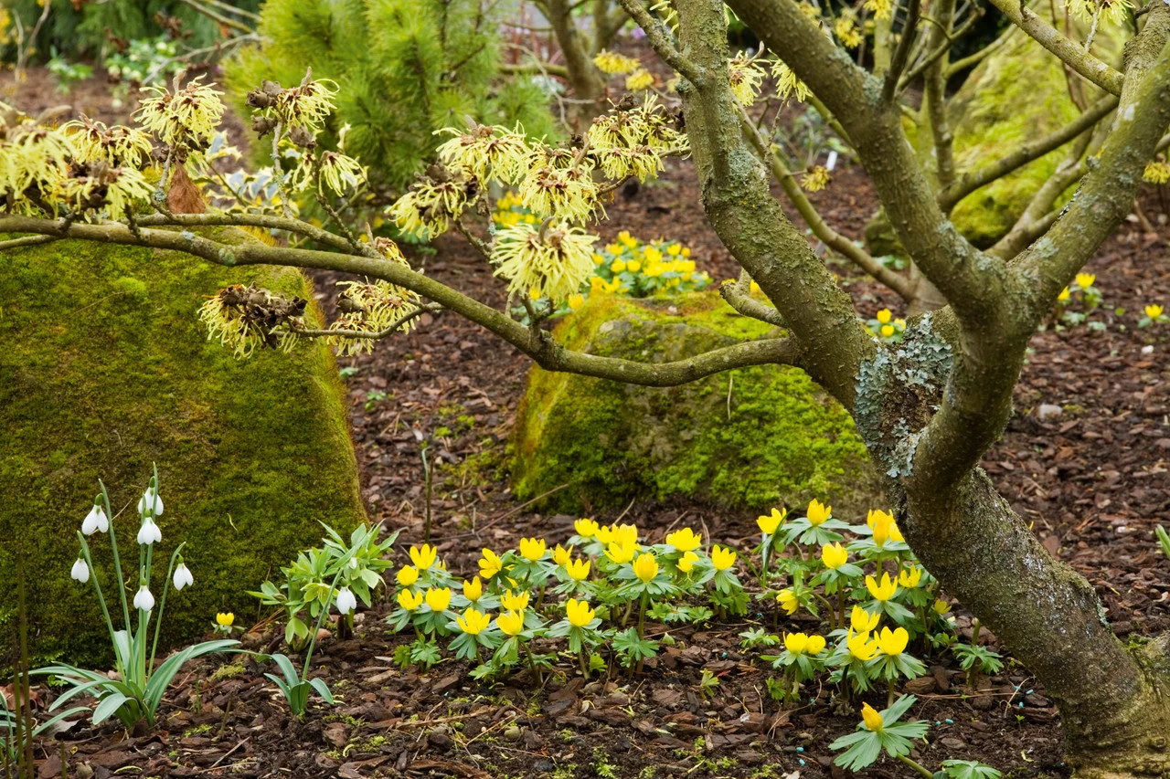Eranthis Hyemalis (Winter Aconite) 2 Eranthis Hyemalis (Winter Aconite) - Image 2