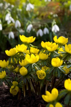 Eranthis Hyemalis (Winter Aconite) 6 Eranthis Hyemalis (Winter Aconite) -Plant Supply Store 209146 3 34018.1616093446