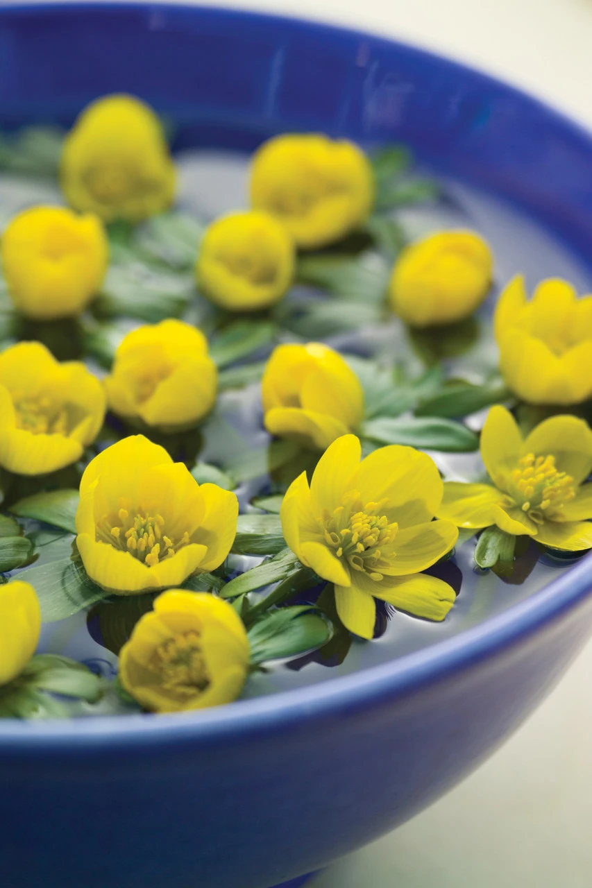 Eranthis Hyemalis (Winter Aconite) 4 Eranthis Hyemalis (Winter Aconite) - Image 4