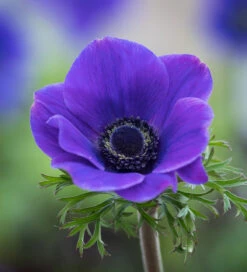 Anemone Coronaria 'Jerusalem Blue'