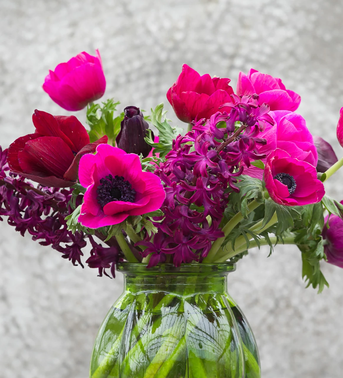 Anemone Coronaria 'Jerusalem Pink' 1 Anemone Coronaria 'Jerusalem Pink'