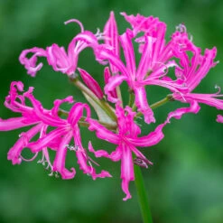 Nerine Bowdenii 'Isabel' AGM