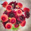 Small Garden Dahlia Collection