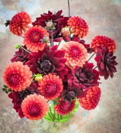 Small Garden Dahlia Collection