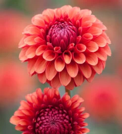Small Garden Dahlia Collection -Plant Supply Store 229335 3 98431.1666083085