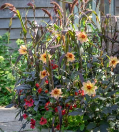 Dahlia 'Mystic Fantasy' 5 Dahlia 'Mystic Fantasy' -Plant Supply Store 229461 2 65256.1632394820