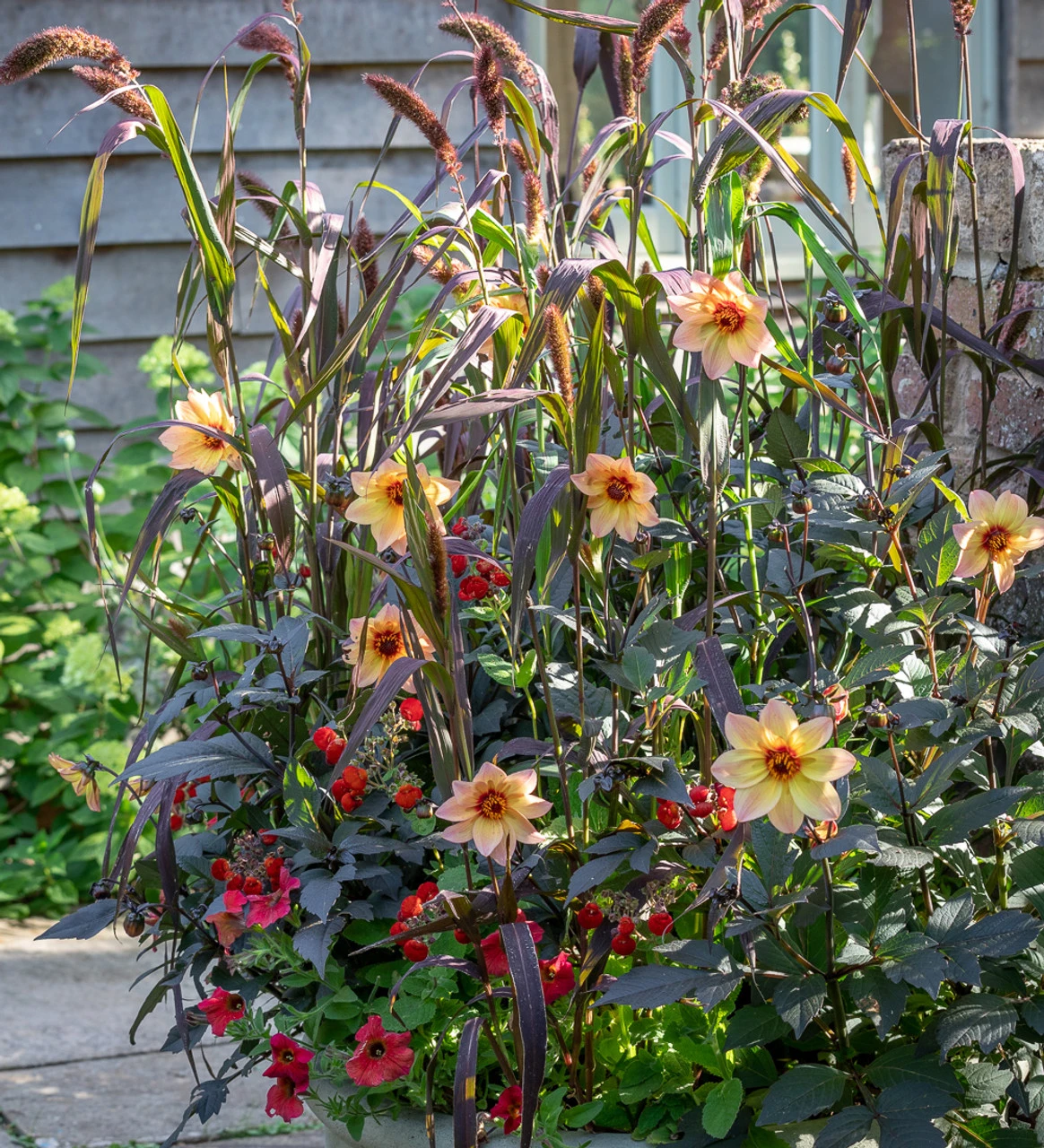 Dahlia 'Mystic Fantasy' 3 Dahlia 'Mystic Fantasy' - Image 3