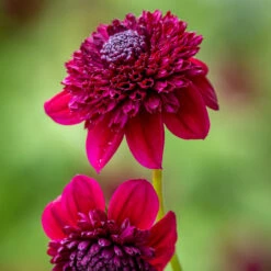 The Raven Dahlia Collection -Plant Supply Store 229498 3 06856.1663339844