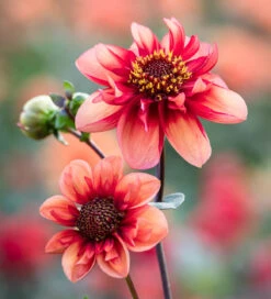 The Raven Dahlia Collection -Plant Supply Store 229498 4 55162.1663339844