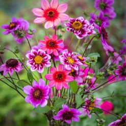 Coronation Dahlia Collection For Pollinators