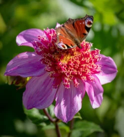Coronation Dahlia Collection For Pollinators -Plant Supply Store 229505 3 05733.1663340423
