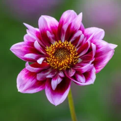 Coronation Dahlia Collection For Pollinators -Plant Supply Store 229505 4 89550.1663340424