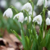 Galanthus Nivalis 'Flore Pleno' (Double Snowdrop)