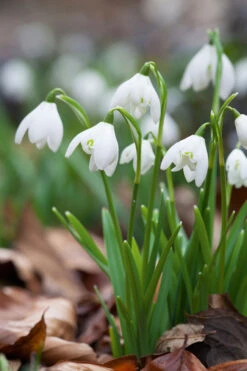 Galanthus Nivalis 'Flore Pleno' (Double Snowdrop)