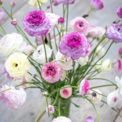 Ranunculus Collection