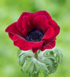 Anemone Coronaria 'Bordeaux'