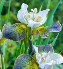 Iris Sibirica 'Unbuttoned Zippers’ (Peacock Butterfly Series)