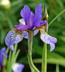 Iris Sibirica 'Shaker's Prayer'