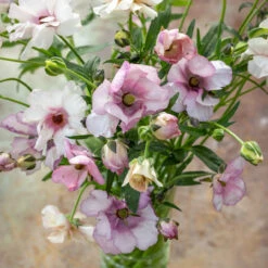 Ranunculus Butterfly 'Lycia'