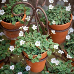 Auricula Stand -Plant Supply Store 271018 10 17648.1663676787