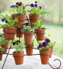 Auricula Stand -Plant Supply Store 271018 4 70135.1663676787