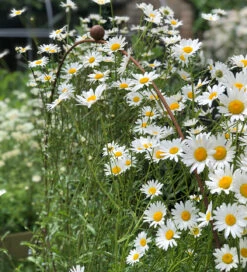 Hooped Cloche -Plant Supply Store 410143 4 20540.1617711028