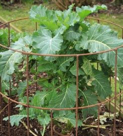 Round Plant Support -Plant Supply Store 410144RPS 3 69131.1617718825