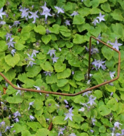 Rustic Herbaceous Supports