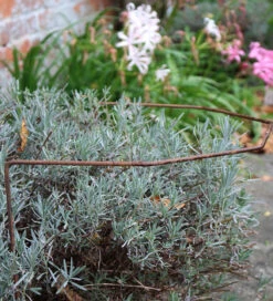 Rustic Herbaceous Supports -Plant Supply Store 410151 3 39930.1617711035