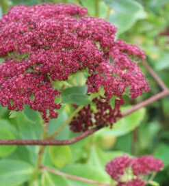 Rustic Herbaceous Supports -Plant Supply Store 410151 4 23489.1617711036