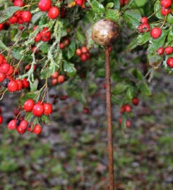 Rustic Plant Stakes -Plant Supply Store 410153 3 73841.1617711041