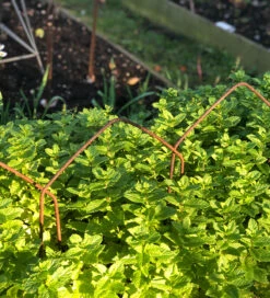 Border Hoops -Plant Supply Store 410154 3 33232.1617711043