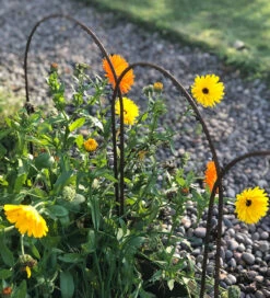 Border Hoops -Plant Supply Store 410154 4 80415.1617711044