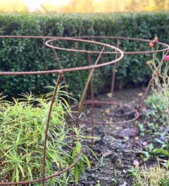 Fluted Peony Support 6 Fluted Peony Support -Plant Supply Store 410155 1 15978.1633957858