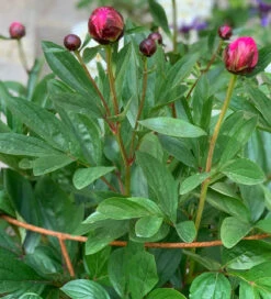 Fluted Peony Support 7 Fluted Peony Support -Plant Supply Store 410155 2 88351.1633957857