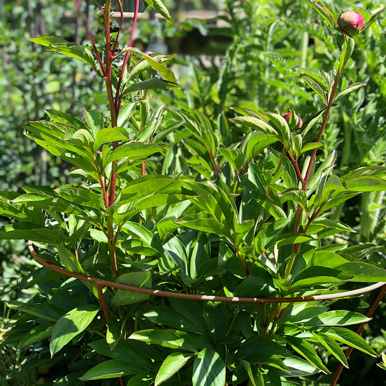 Fluted Peony Support 2 Fluted Peony Support - Image 2