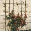 Square Trellis Set
