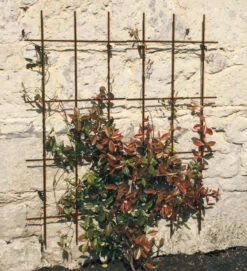 Square Trellis Set