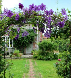 Fine Arch -Plant Supply Store 410166FA 2 71908.1662542408