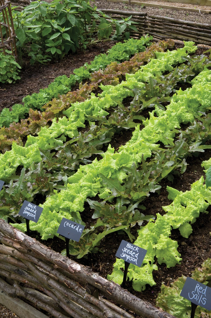 Black Plant Labels And Pen 2 Black Plant Labels And Pen - Image 2