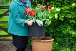 Pots For Successional Planting -Plant Supply Store 420169 2 77083.1649944675